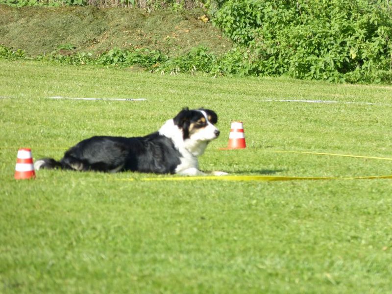 Obedience Prüfung 2015