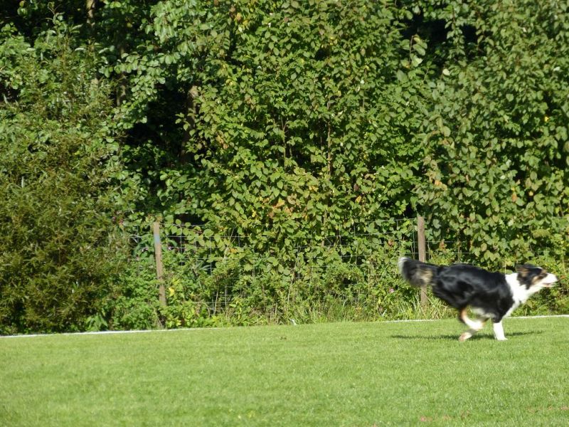 Obedience Prüfung 2015