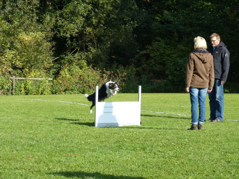 Obedience Prüfung 2015
