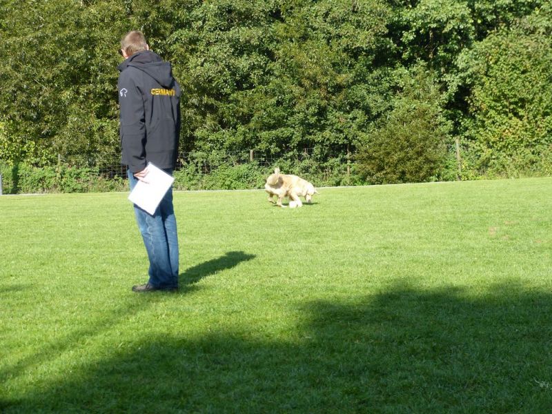 Obedience Prüfung 2015