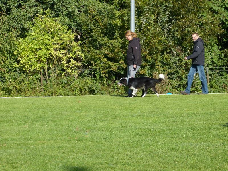 Obedience Prüfung 2015