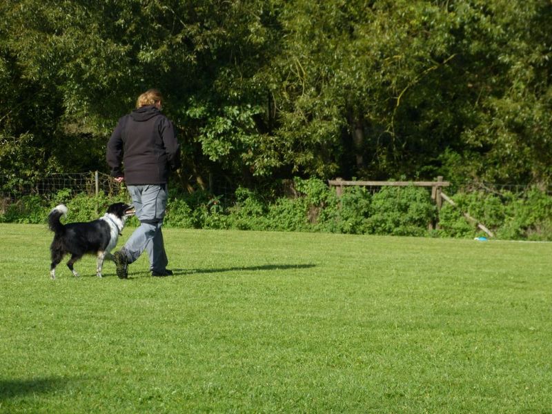 Obedience Prüfung 2015