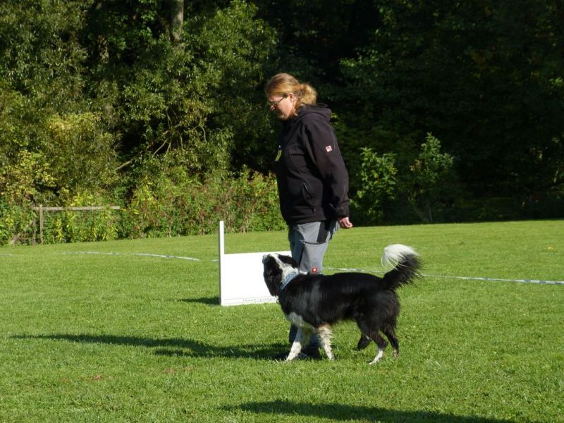 Obedience Prüfung 2015