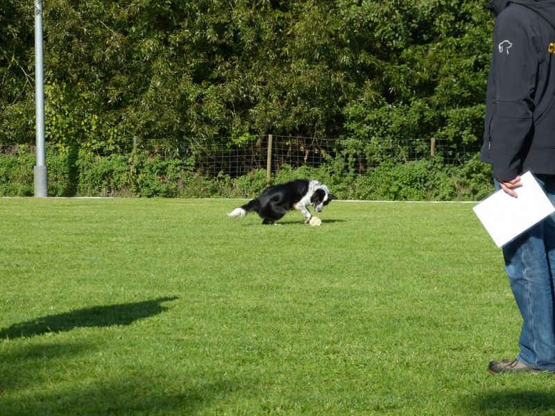 Obedience Prüfung 2015