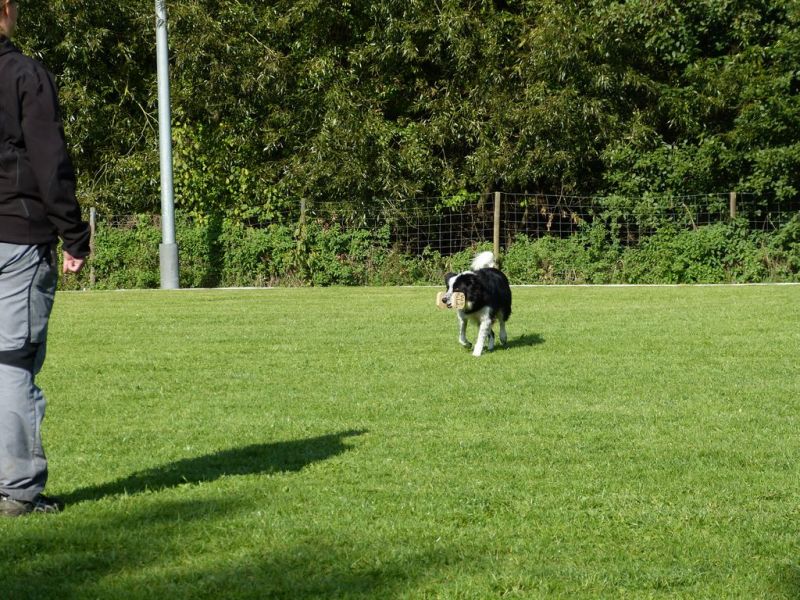Obedience Prüfung 2015