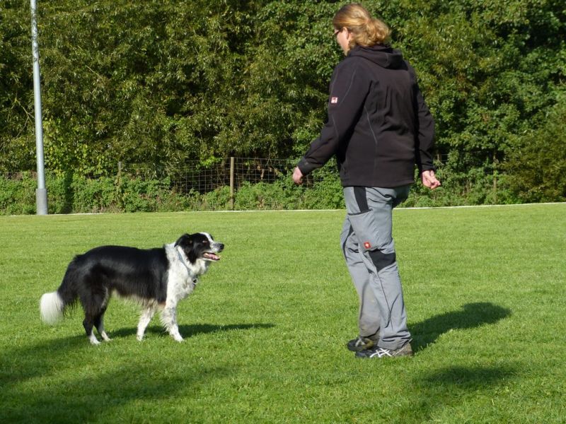 Obedience Prüfung 2015