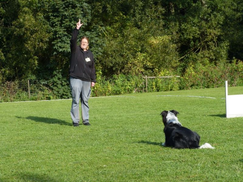 Obedience Prüfung 2015