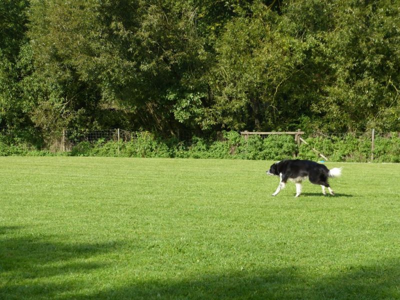 Obedience Prüfung 2015