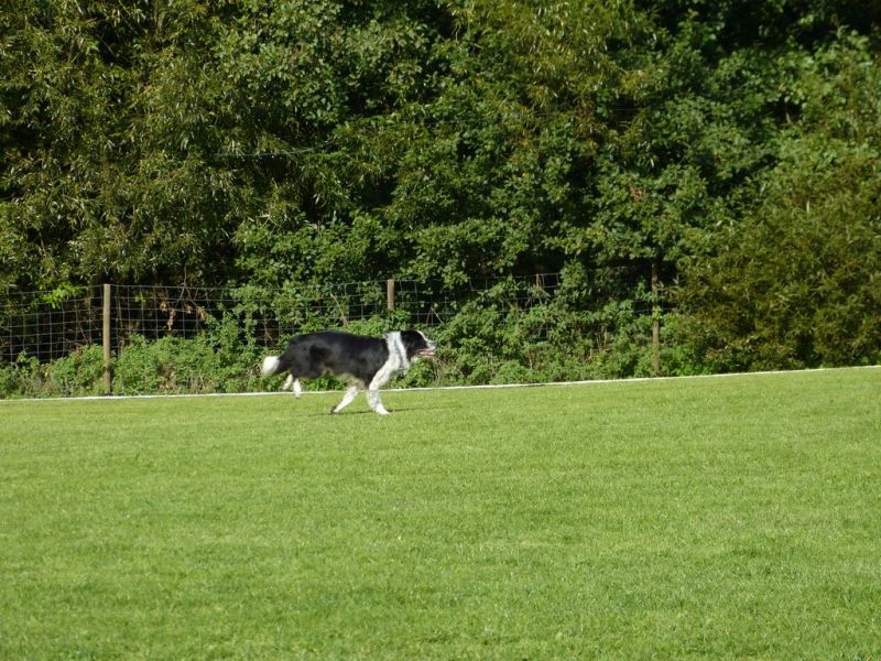 Obedience Prüfung 2015