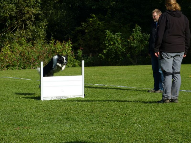 Obedience Prüfung 2015