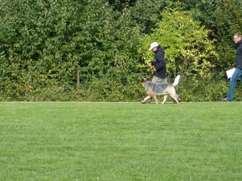 Obedience Prüfung 2015