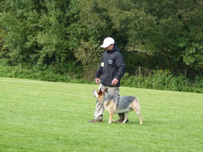 Obedience Prüfung 2015