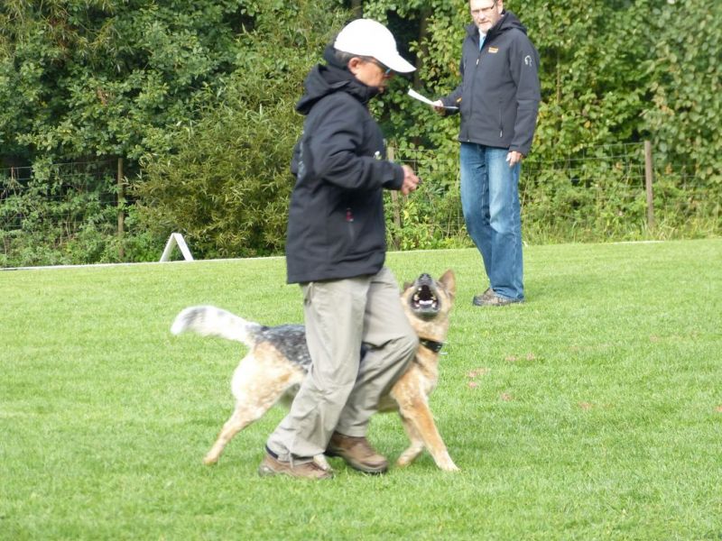 Obedience Prüfung 2015