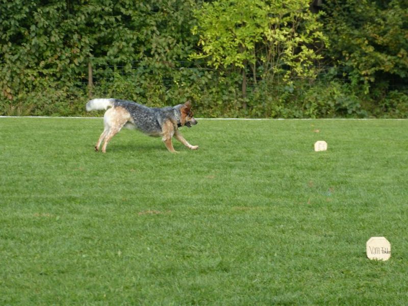 Obedience Prüfung 2015