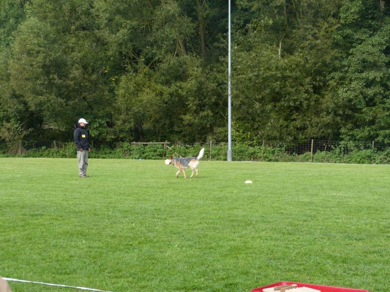 Obedience Prüfung 2015