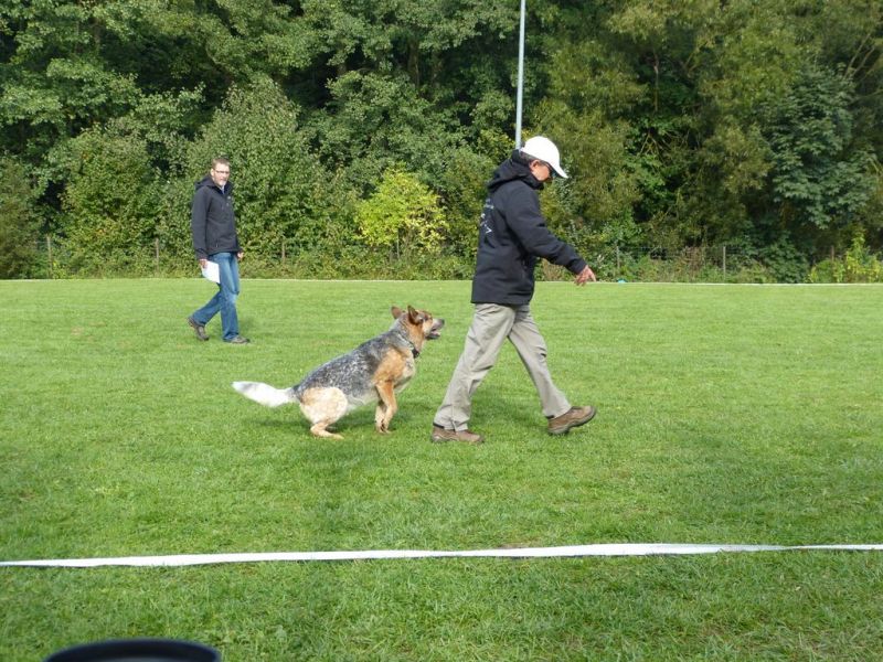 Obedience Prüfung 2015