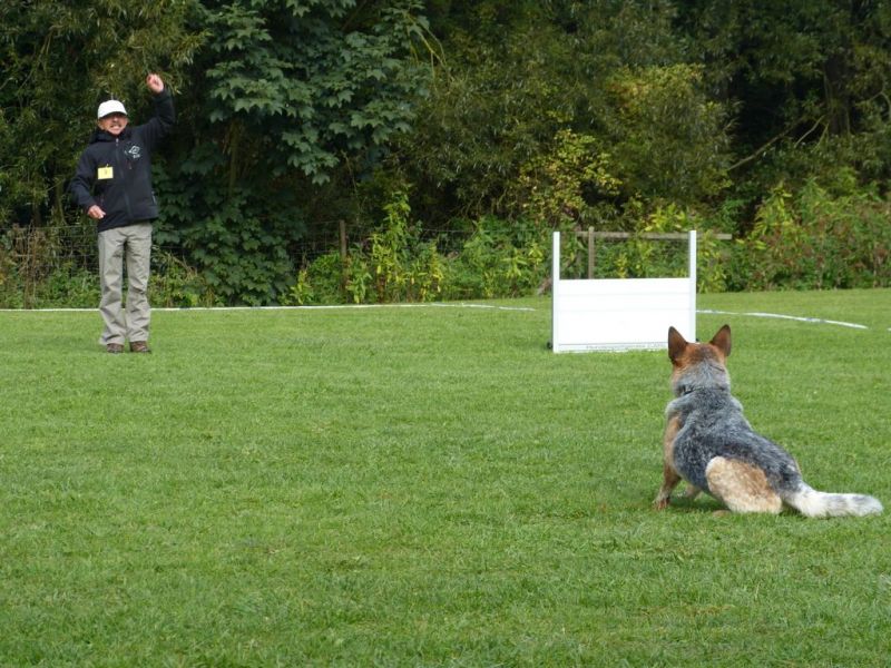 Obedience Prüfung 2015