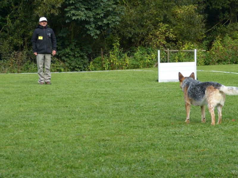 Obedience Prüfung 2015