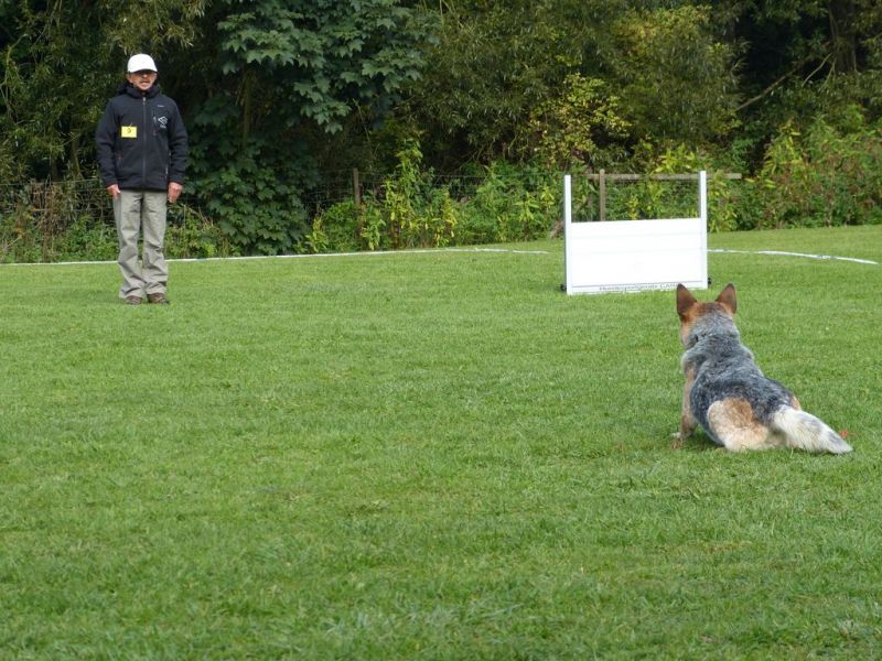 Obedience Prüfung 2015