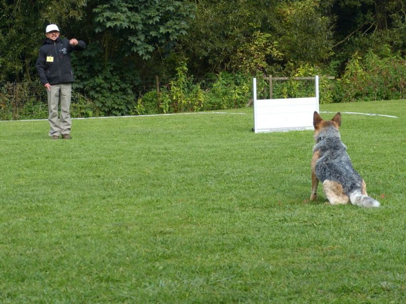 Obedience Prüfung 2015