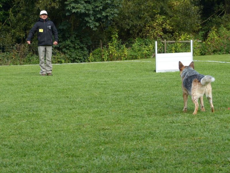 Obedience Prüfung 2015