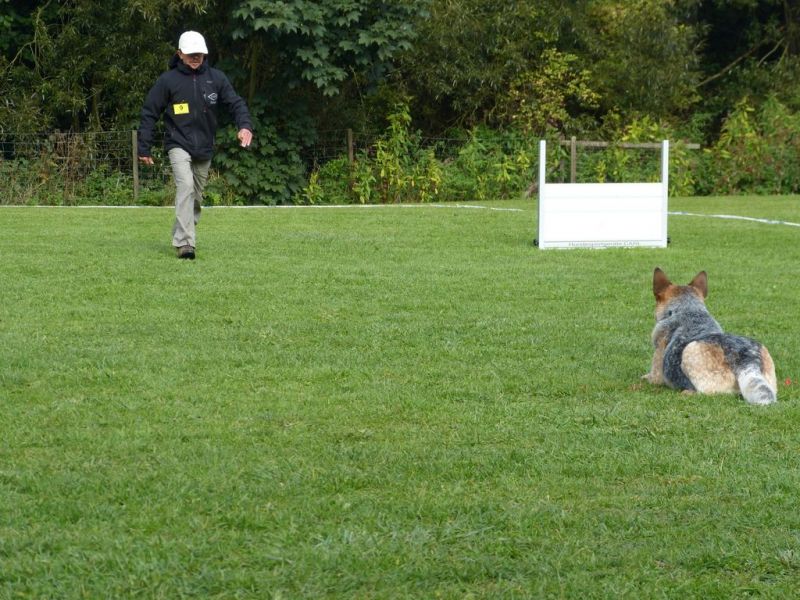Obedience Prüfung 2015