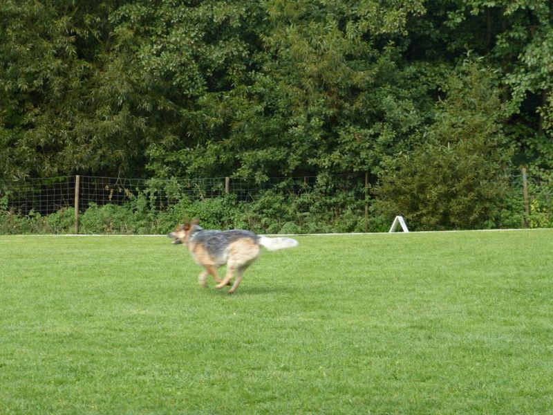 Obedience Prüfung 2015