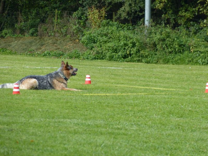 Obedience Prüfung 2015