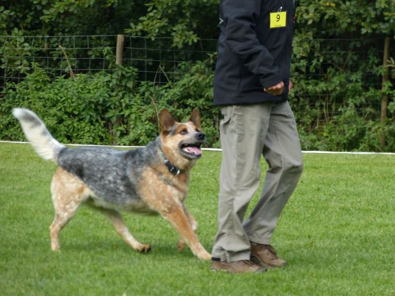 Obedience Prüfung 2015