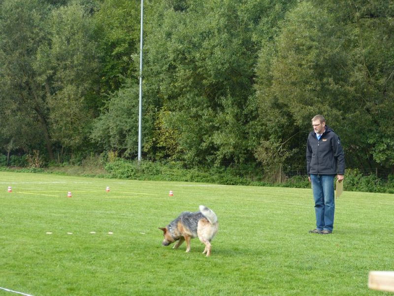 Obedience Prüfung 2015