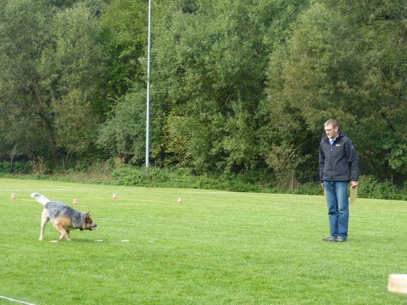 Obedience Prüfung 2015