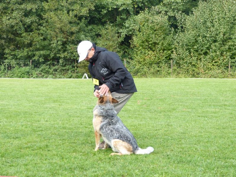 Obedience Prüfung 2015
