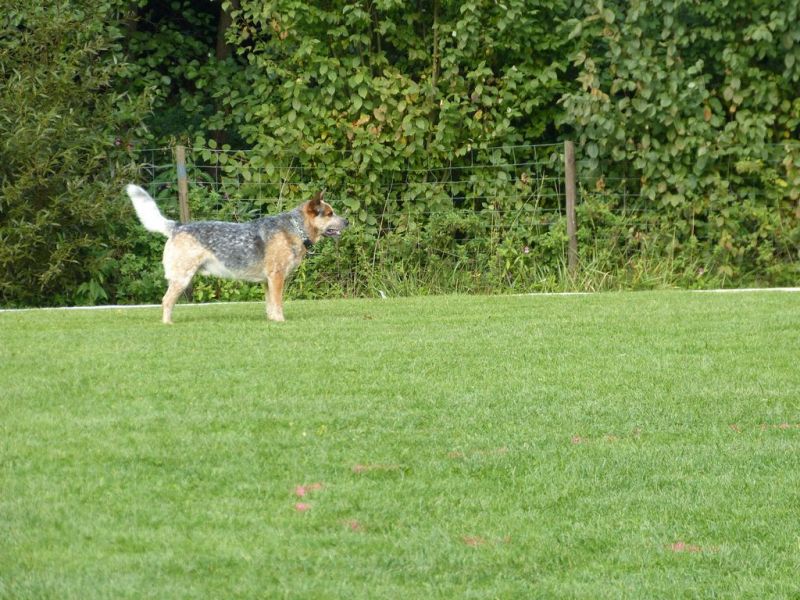 Obedience Prüfung 2015