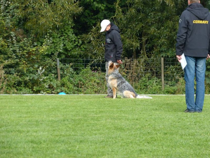Obedience Prüfung 2015