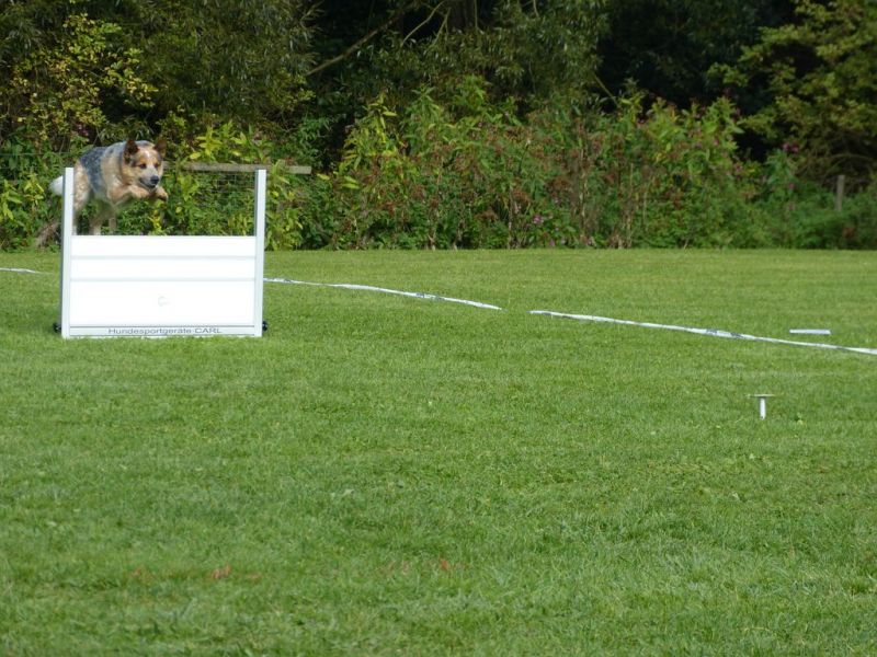 Obedience Prüfung 2015