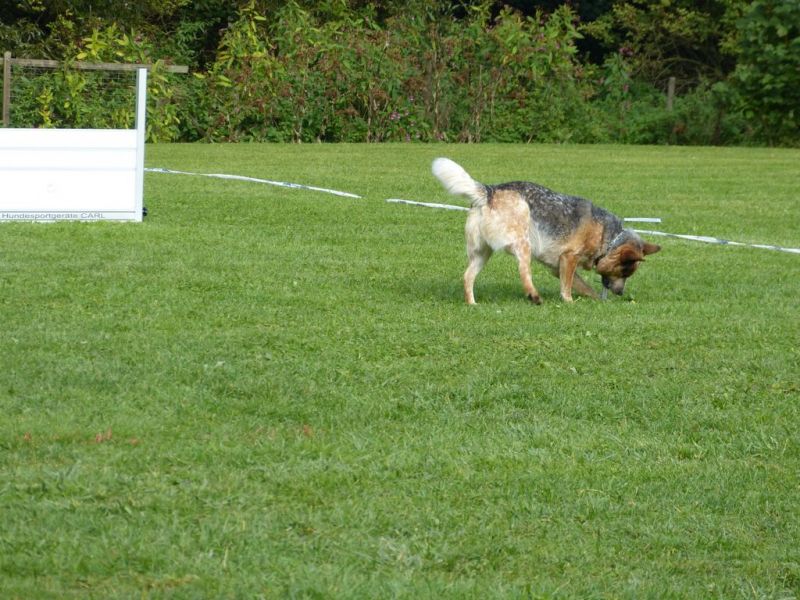 Obedience Prüfung 2015