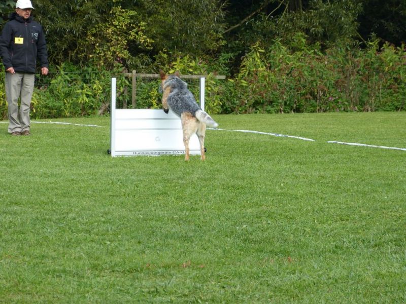 Obedience Prüfung 2015