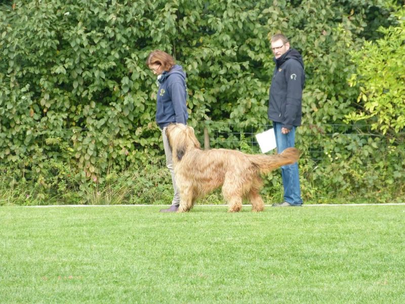 Obedience Prüfung 2015