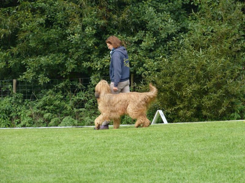 Obedience Prüfung 2015