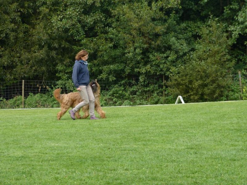Obedience Prüfung 2015