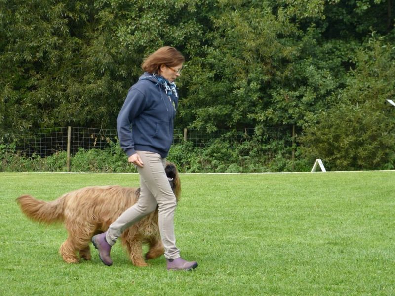 Obedience Prüfung 2015