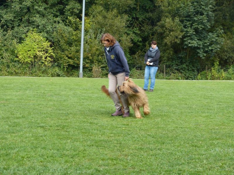 Obedience Prüfung 2015