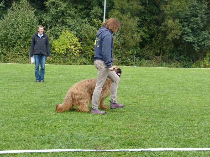 Obedience Prüfung 2015