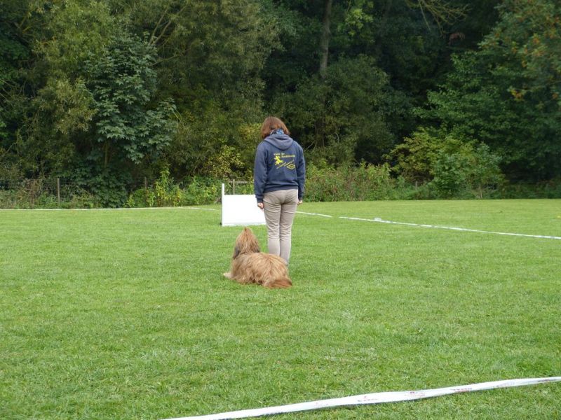 Obedience Prüfung 2015