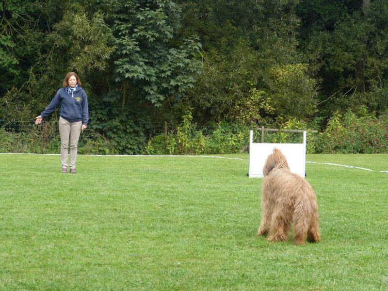Obedience Prüfung 2015