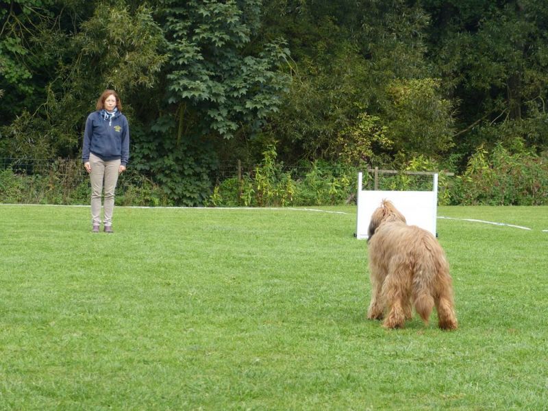 Obedience Prüfung 2015