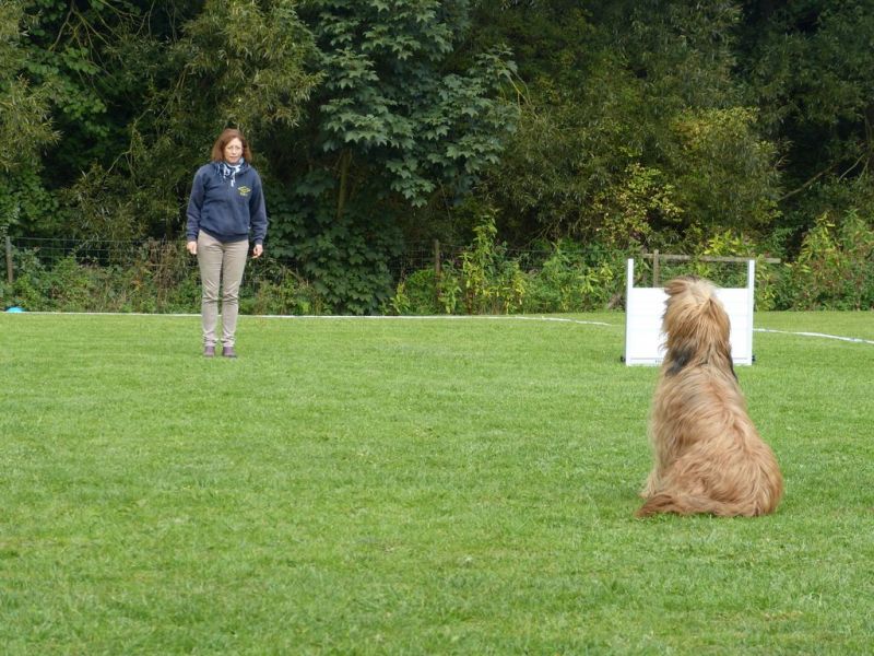 Obedience Prüfung 2015