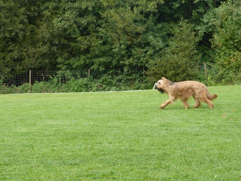 Obedience Prüfung 2015
