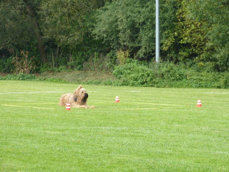 Obedience Prüfung 2015