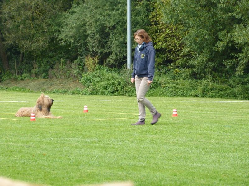 Obedience Prüfung 2015